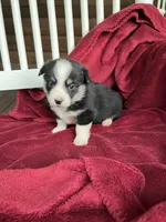 Nobel-AKC, a male Pembroke Welsh Corgi for sale in Free Union, VA – 6 of 9