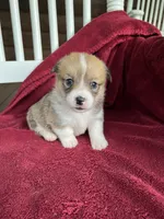 Pennie, a female Pembroke Welsh Corgi for sale in Free Union, VA – 7 of 8