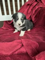 Nobel-AKC, a male Pembroke Welsh Corgi for sale in Free Union, VA – 7 of 9