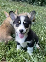 Nobel-AKC, a male Pembroke Welsh Corgi for sale in Free Union, VA – 4 of 7