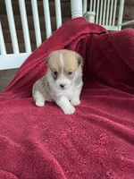 Pennie, a female Pembroke Welsh Corgi for sale in Free Union, VA – 2 of 8