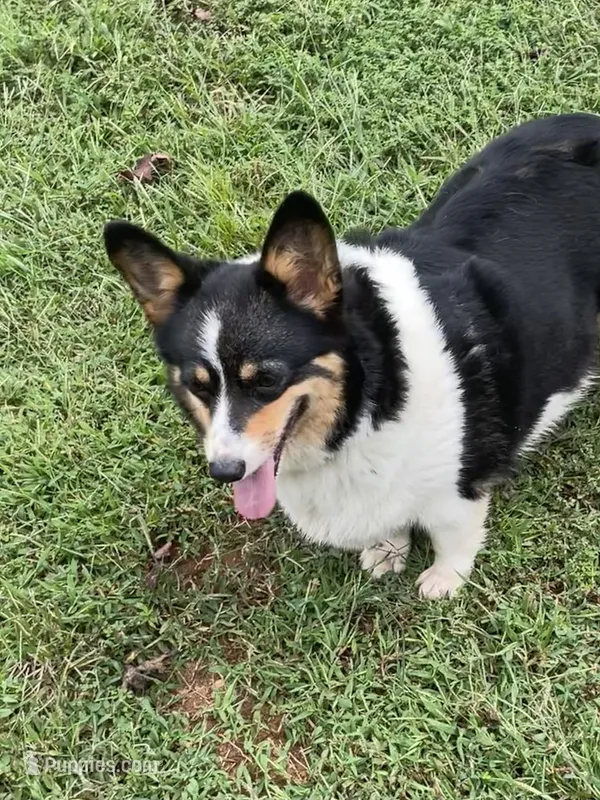 Skyla – Pembroke Welsh Corgi puppy for sale in Free Union, VA