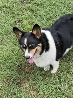 Skyla, a female Pembroke Welsh Corgi for sale in Free Union, VA – 1 of 10