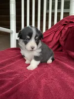 Vinc, a male Pembroke Welsh Corgi for sale in Free Union, VA – 3 of 5
