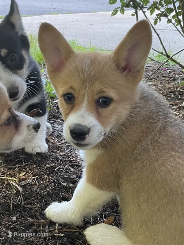 Pennie-AKC – Pembroke Welsh Corgi puppy for sale in Free Union, VA