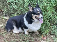 Skyla, a female Pembroke Welsh Corgi for sale in Free Union, VA – 6 of 10