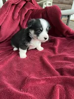 Nobel-AKC, a male Pembroke Welsh Corgi for sale in Free Union, VA – 5 of 9