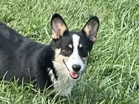 Nobel, a male Pembroke Welsh Corgi for sale in Free Union, VA – 2 of 6