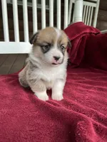 Tilly, a female Pembroke Welsh Corgi for sale in Free Union, VA – 5 of 8
