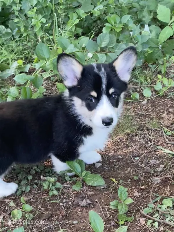 Vinc-AKC – Pembroke Welsh Corgi puppy for sale in Free Union, VA