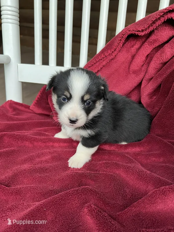 Nobel-AKC – Pembroke Welsh Corgi puppy for sale in Free Union, VA