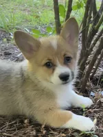 Tilly-AKC, a female Pembroke Welsh Corgi for sale in Free Union, VA – 5 of 10
