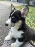 Vinc-AKC, a male Pembroke Welsh Corgi for sale in Free Union, VA – 6 of 6