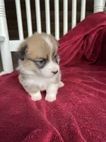 Tilly, a female Pembroke Welsh Corgi for sale in Free Union, VA – 3 of 8