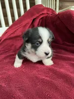 Nobel-AKC, a male Pembroke Welsh Corgi for sale in Free Union, VA – 4 of 9