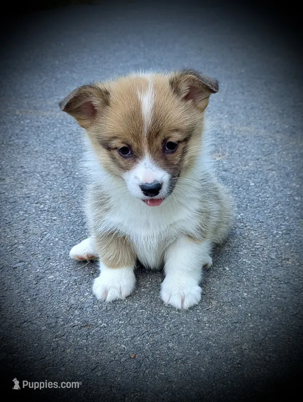 Tilly – Pembroke Welsh Corgi puppy for sale in Free Union, VA
