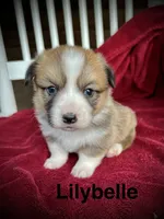 Lilybelle, a female Pembroke Welsh Corgi for sale in Free Union, VA – 3 of 9