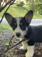 Nobel-AKC, a male Pembroke Welsh Corgi for sale in Free Union, VA – 5 of 7