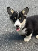 Vinc-AKC, a male Pembroke Welsh Corgi for sale in Free Union, VA – 4 of 6