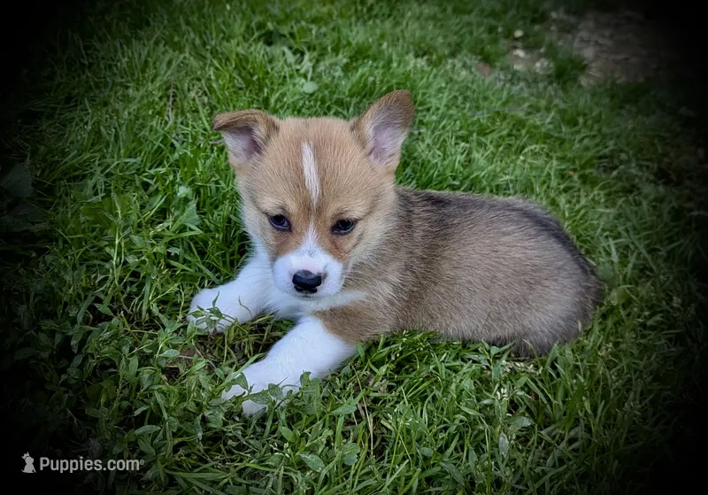 Pennie – Pembroke Welsh Corgi puppy for sale in Free Union, VA
