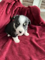 Nobel-AKC, a male Pembroke Welsh Corgi for sale in Free Union, VA – 3 of 9