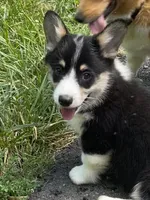 Vinc-AKC, a male Pembroke Welsh Corgi for sale in Free Union, VA – 2 of 6