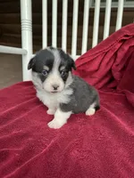 Vinc, a male Pembroke Welsh Corgi for sale in Free Union, VA – 4 of 5
