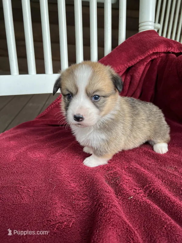 Lilybelle – Pembroke Welsh Corgi puppy for sale in Free Union, VA
