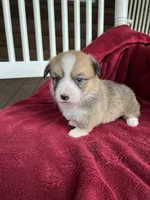 Lilybelle, a female Pembroke Welsh Corgi for sale in Free Union, VA – 1 of 9