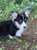 Vinc-AKC, a male Pembroke Welsh Corgi for sale in Free Union, VA – 5 of 6