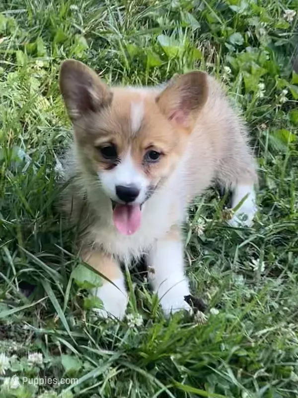 Tilly-AKC – Pembroke Welsh Corgi puppy for sale in Free Union, VA