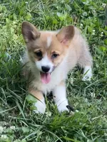 Tilly-AKC, a female Pembroke Welsh Corgi for sale in Free Union, VA – 1 of 10