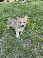 Tilly-AKC, a female Pembroke Welsh Corgi for sale in Free Union, VA – 10 of 10