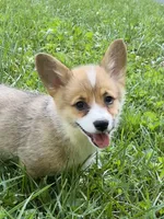 Tilly-AKC, a female Pembroke Welsh Corgi for sale in Free Union, VA – 4 of 10