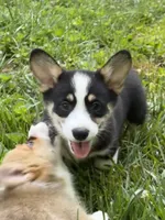 Nobel-AKC, a male Pembroke Welsh Corgi for sale in Free Union, VA – 2 of 7