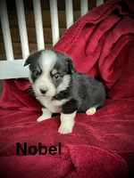 Nobel-AKC, a male Pembroke Welsh Corgi for sale in Free Union, VA – 2 of 9