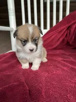 Tilly, a female Pembroke Welsh Corgi for sale in Free Union, VA – 4 of 8