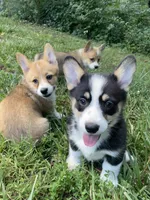 Pennie-AKC, a female Pembroke Welsh Corgi for sale in Free Union, VA – 2 of 3