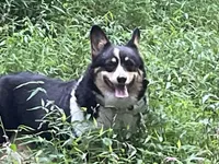 Skyla, a female Pembroke Welsh Corgi for sale in Free Union, VA – 2 of 10
