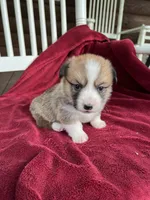 Lilybelle, a female Pembroke Welsh Corgi for sale in Free Union, VA – 2 of 9