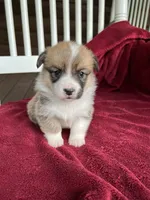 Tilly, a female Pembroke Welsh Corgi for sale in Free Union, VA – 7 of 8