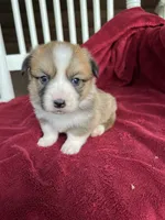 Lilybelle, a female Pembroke Welsh Corgi for sale in Free Union, VA – 7 of 9