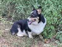Skyla, a female Pembroke Welsh Corgi for sale in Free Union, VA – 7 of 10