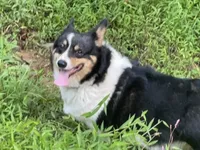 Skyla, a female Pembroke Welsh Corgi for sale in Free Union, VA – 5 of 10