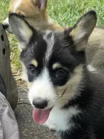 Vinc-AKC, a male Pembroke Welsh Corgi for sale in Free Union, VA – 3 of 6