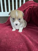 Pennie, a female Pembroke Welsh Corgi for sale in Free Union, VA – 3 of 8