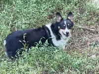 Skyla, a female Pembroke Welsh Corgi for sale in Free Union, VA – 8 of 10