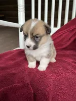 Tilly, a female Pembroke Welsh Corgi for sale in Free Union, VA – 6 of 8
