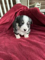 Nobel-AKC, a male Pembroke Welsh Corgi for sale in Free Union, VA – 8 of 9