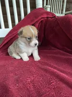 Pennie, a female Pembroke Welsh Corgi for sale in Free Union, VA – 6 of 8